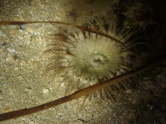 Anthopleura ballii