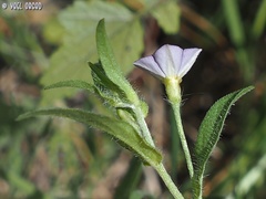 Convolvulus pentapetaloides