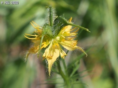 Nigella ciliaris