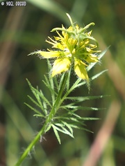 Nigella ciliaris