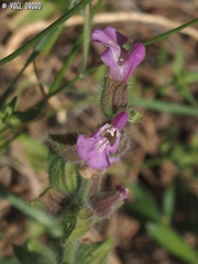 Salvia pinnata