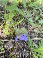 Glechoma hederacea