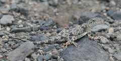 Phrynocephalus versicolor kulagini