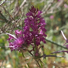 Anacamptis pyramidalis