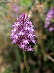 Anacamptis pyramidalis