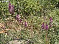 Anacamptis pyramidalis
