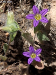 Campanula hierosolymitana