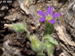 Campanula hierosolymitana
