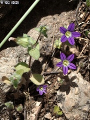 Campanula hierosolymitana