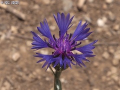 Centaurea cyanoides
