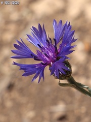 Centaurea cyanoides