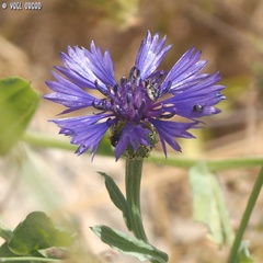 Centaurea cyanoides