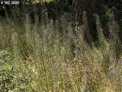 Scilla hyacinthoides