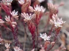 Sedum rubens