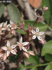 Andrena