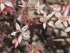 Anthophila