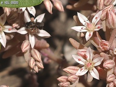 Ceratina