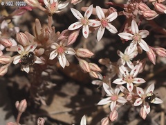 Andrena