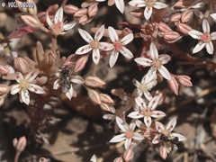 Ceratina