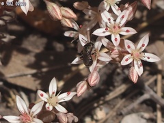 Ceratina