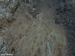 Thuretella schousboei