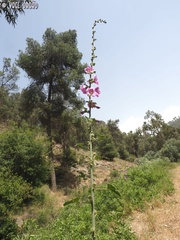Alcea setosa