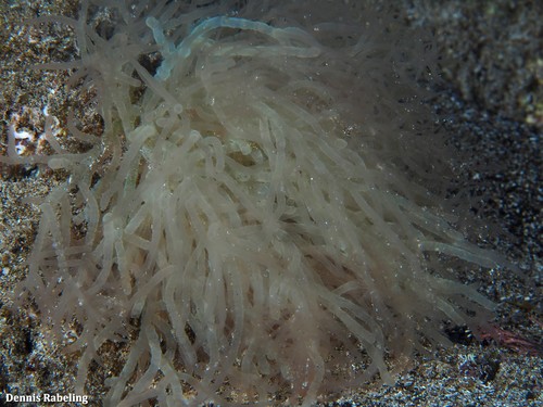 Thuretella