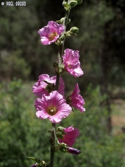 Alcea setosa