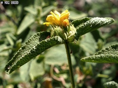 Phlomis viscosa