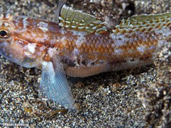 Anilocra physodes