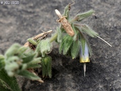 Podonosma orientalis