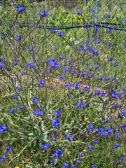 Anchusa hybrida