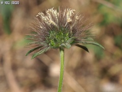 Pterocephalus plumosus