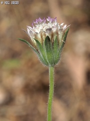 Pterocephalus plumosus