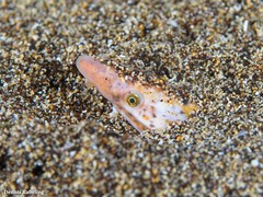 Apterichtus anguiformis