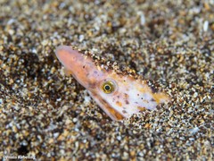 Apterichtus anguiformis