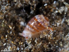 Gibberula epigrus