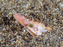 Apterichtus anguiformis