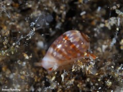 Gibberula epigrus