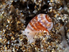 Gibberula epigrus