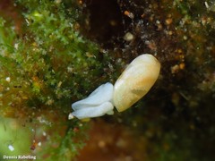 Ascobulla ulla