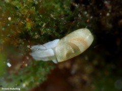 Ascobulla ulla