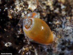 Gibberula secreta