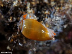 Gibberula secreta