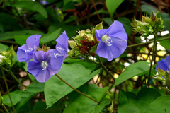 Jacquemontia pentanthos