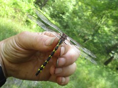 Cordulegaster bilineata