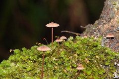 Mycena kuurkacea