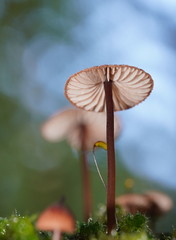 Mycena kuurkacea