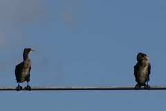Phalacrocorax carbo