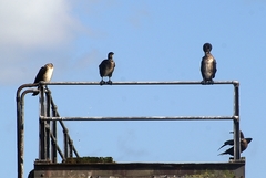 Phalacrocorax carbo